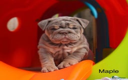 English Bulldog dogs for sale: Outstanding English bulldog puppies - Image 10