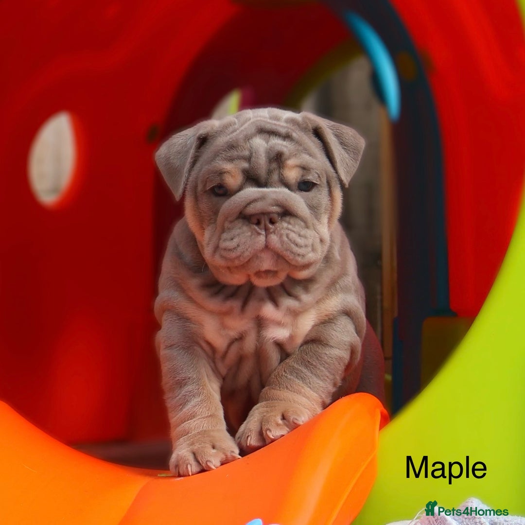 English Bulldog dogs for sale: Outstanding English bulldog puppies - Image 10