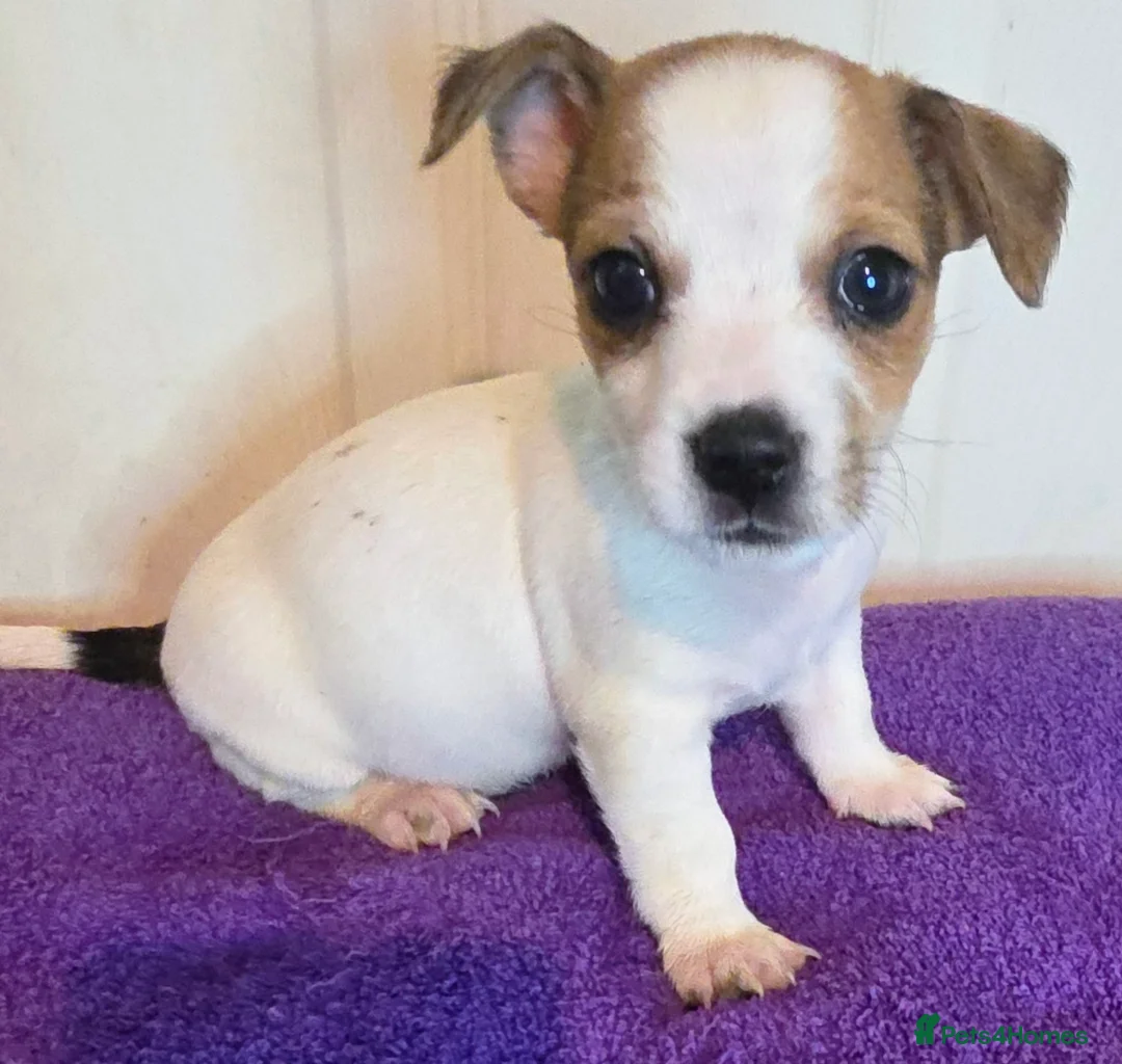 Jack Russell dogs for sale: 4 jack russell puppies in Newcastle upon Tyne - Advert 9