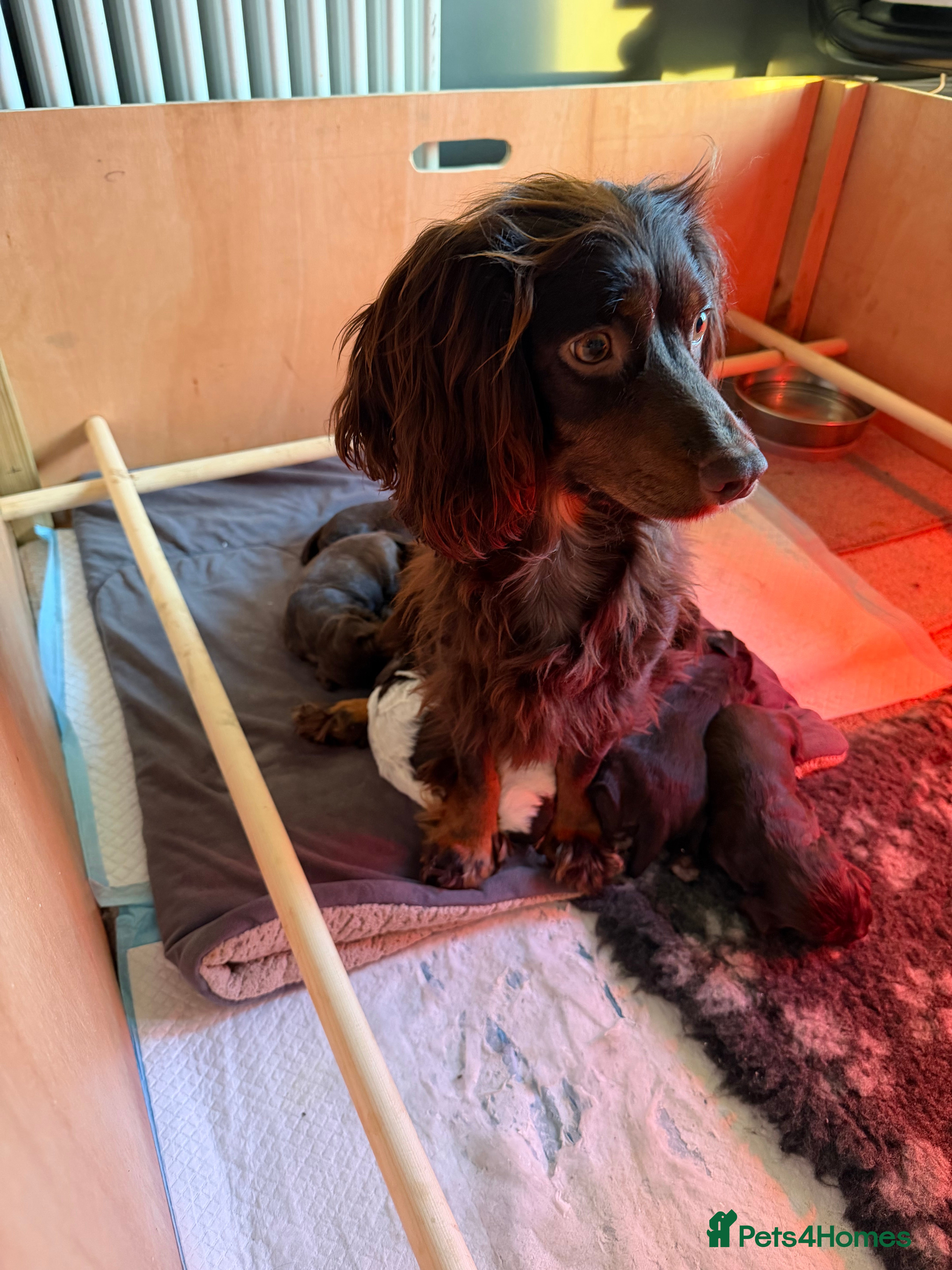 Cocker Spaniel dogs KC Registered Working Cocker Spaniels  - Advert 2