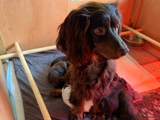 Cocker Spaniel dogs KC Registered Working Cocker Spaniels - Advert 2