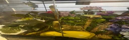 Frog reptiles for sale: Green tree frogs - Advert 4