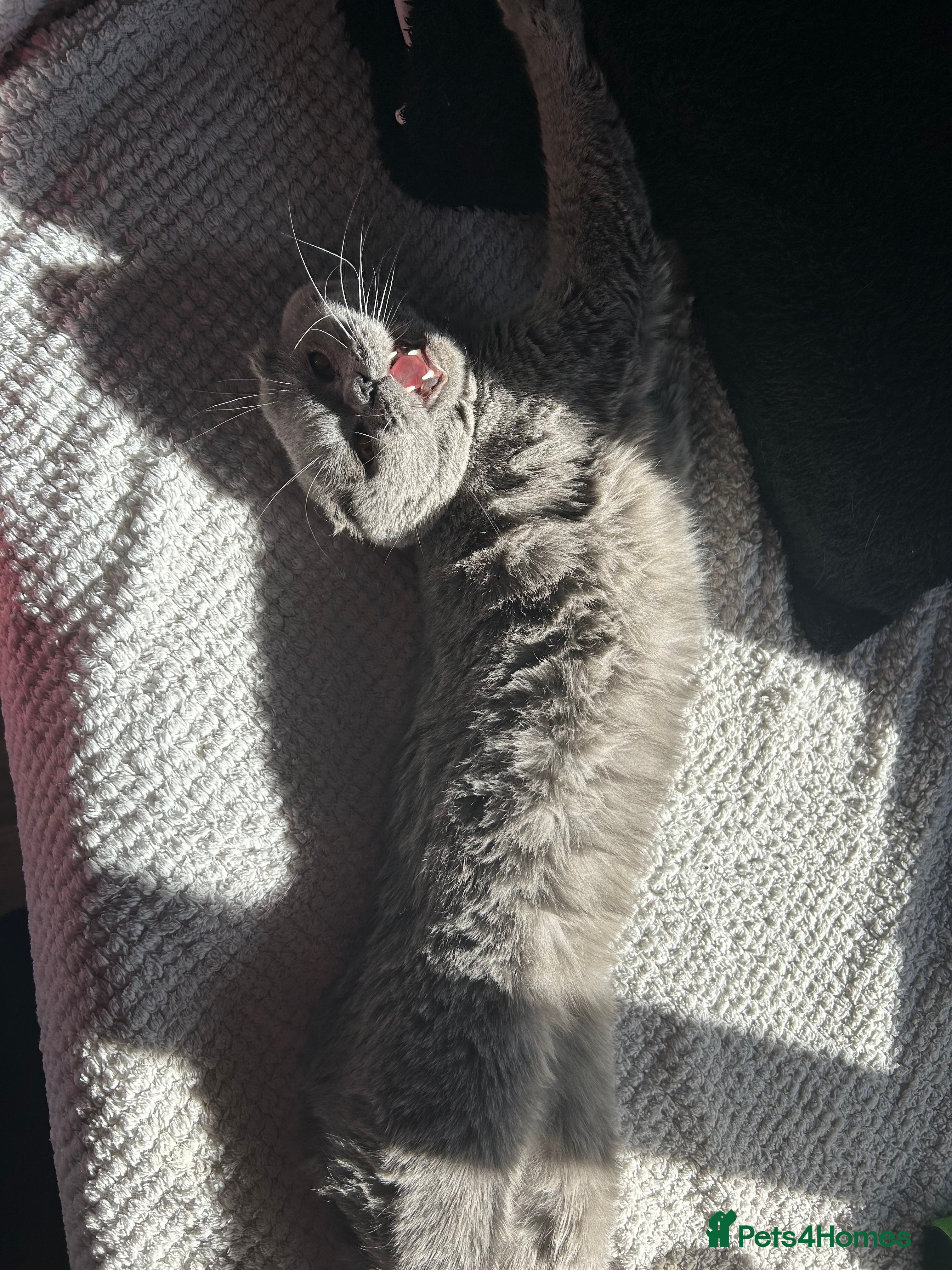 Mixed Breed cats for sale: LAST FEMALE LEFT SCOTTISH F X BSH  - Advert 2
