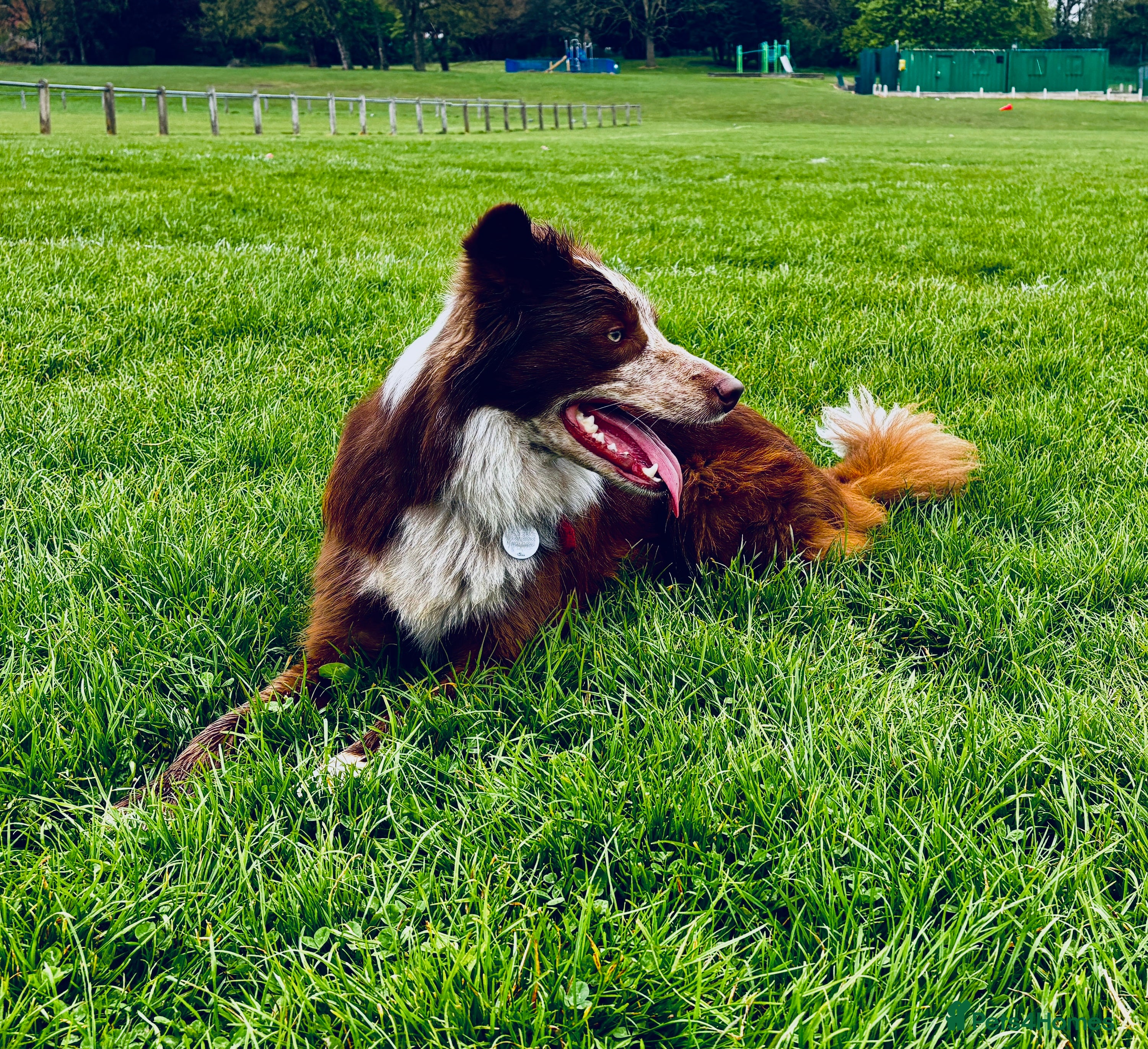 Border Collie dogs Red/white Border collie STUD DNA tested  in Batley - Advert 6
