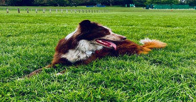 Border Collie dogs in Batley - Advert 1