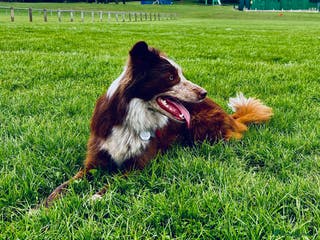 Border Collie dogs Red/white Border collie STUD DNA tested in Batley - Advert 6