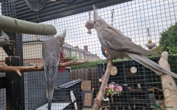 Cockatiels birds for sale: 2x baby cockatiels for sale £100 each - Image 1