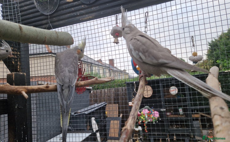 Cockatiels birds - Advert 3