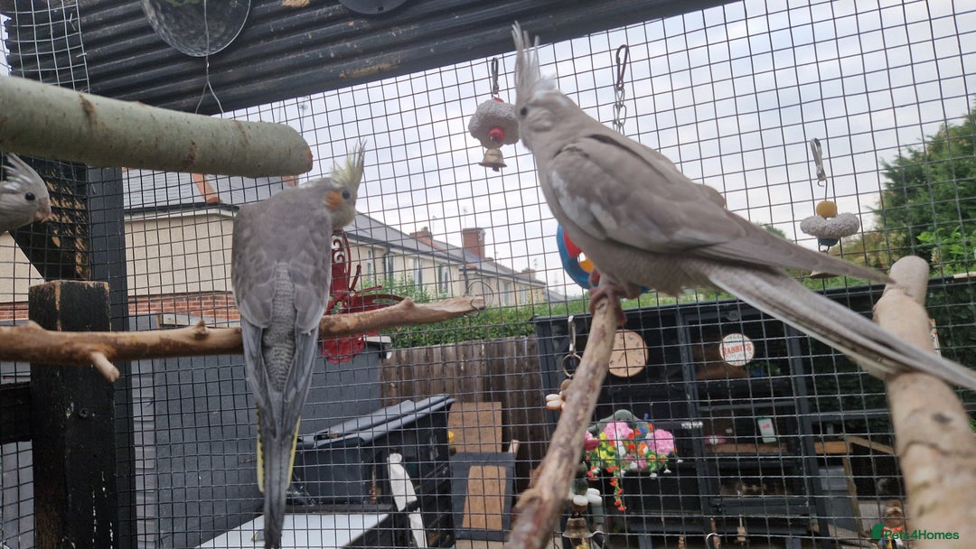 Cockatiels birds for sale: 2x baby cockatiels for sale £100 each - Image 1