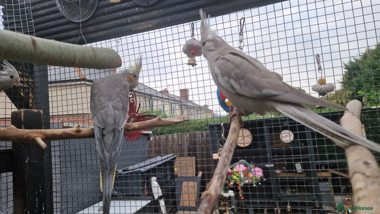 Cockatiels birds - Advert 3