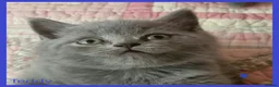 British Shorthair cats for sale: 3 beautiful blue BSH - Advert 8