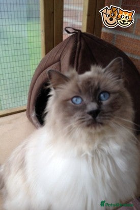 Ragdoll cats Stunning Blue Colourpoint Active GCCF Registered in Bridgwater - Advert 1