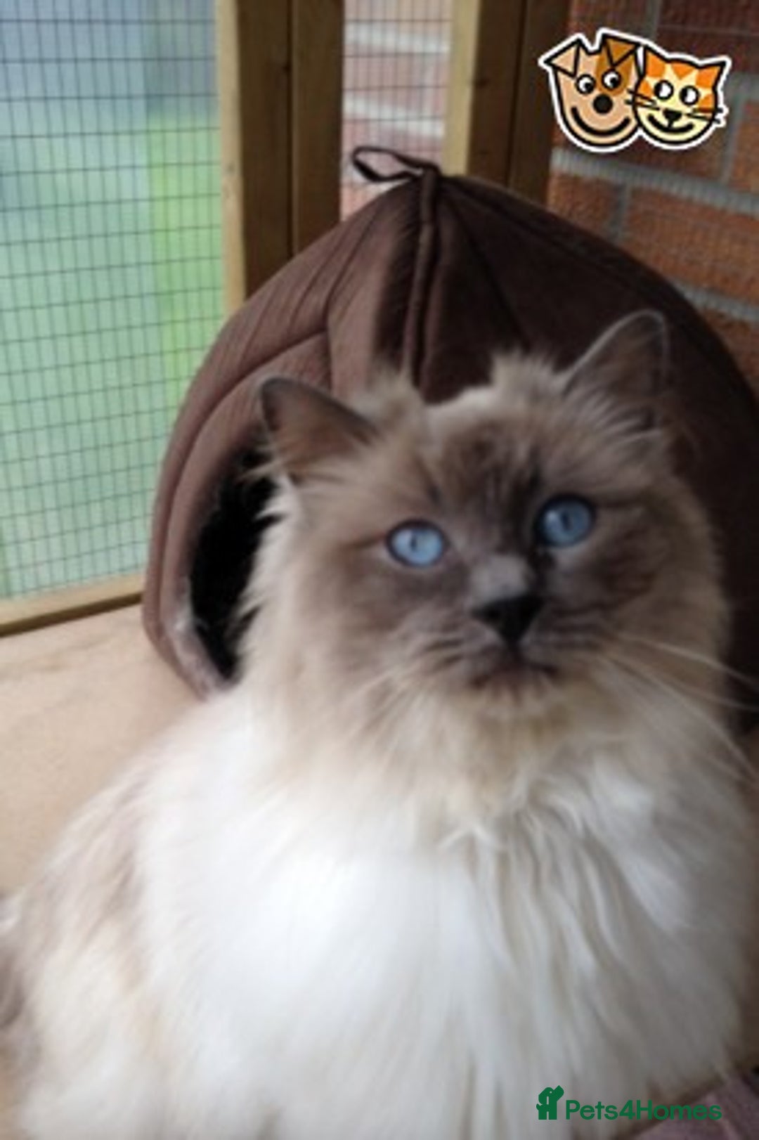 Ragdoll cats for stud: Stunning Blue Colourpoint Active GCCF Registered in Bridgwater - Advert 1