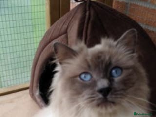 Ragdoll cats Stunning Blue Colourpoint Active GCCF Registered in Bridgwater - Advert 1