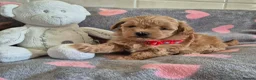 Maltipoo dogs for sale: Beautiful Maltipoo Puppies - Advert 14