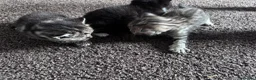 Mixed Breed cats for sale: British short hair X Tabby Kittens - Advert 20