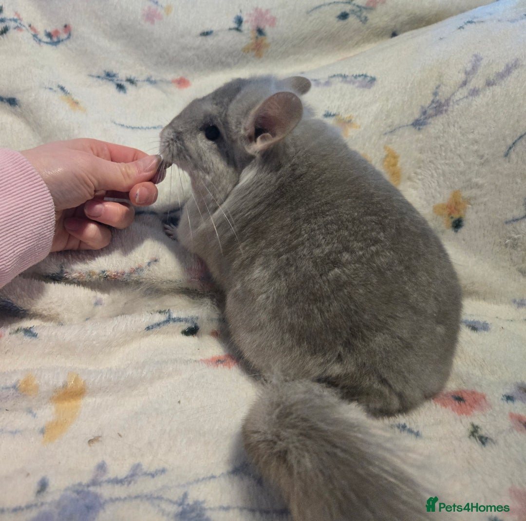 Chinchilla rodents for sale: Gorgeous Tan Royal Persian Angora Poss VC/BDC - Advert 18