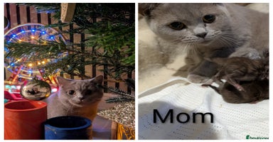 British Shorthair cats GCCF Pedigree BSH chocolate, lilac kittens 😻 - Advert 6