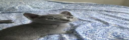 Russian Blue cats for sale: TICA registered Russian Blue kittens - Advert 4