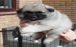 Keeshond dogs for sale: Keeshond Puppies available - Image 9