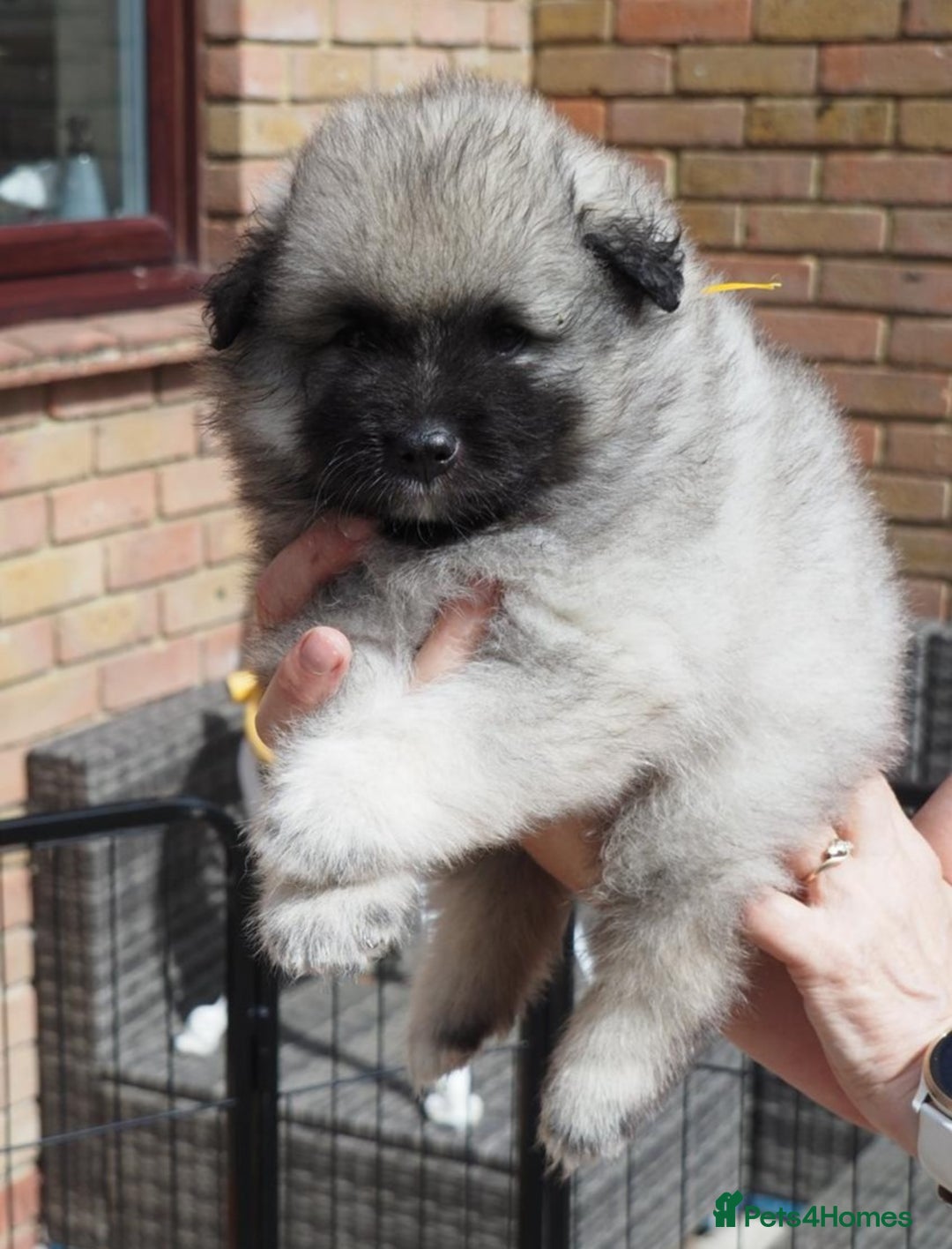 Keeshond dogs for sale: Keeshond Puppies available - Image 9