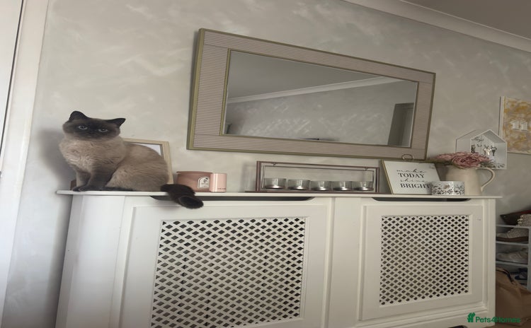 British Shorthair cats in Dudley - Advert 6