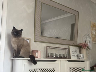 British Shorthair cats in Dudley - Advert 2