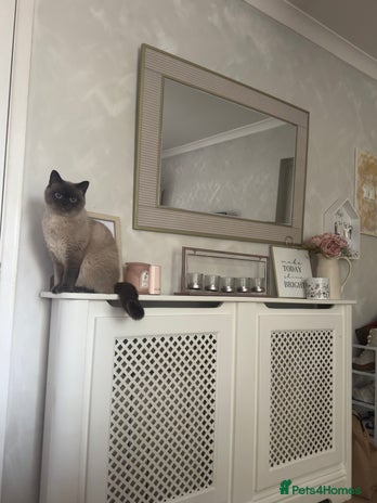 British Shorthair cats in Dudley - Advert 6