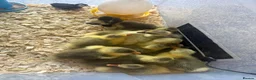 Geese poultry for sale: Hybrid Mixed Embden African Goslings Goose Chicks - Advert 5