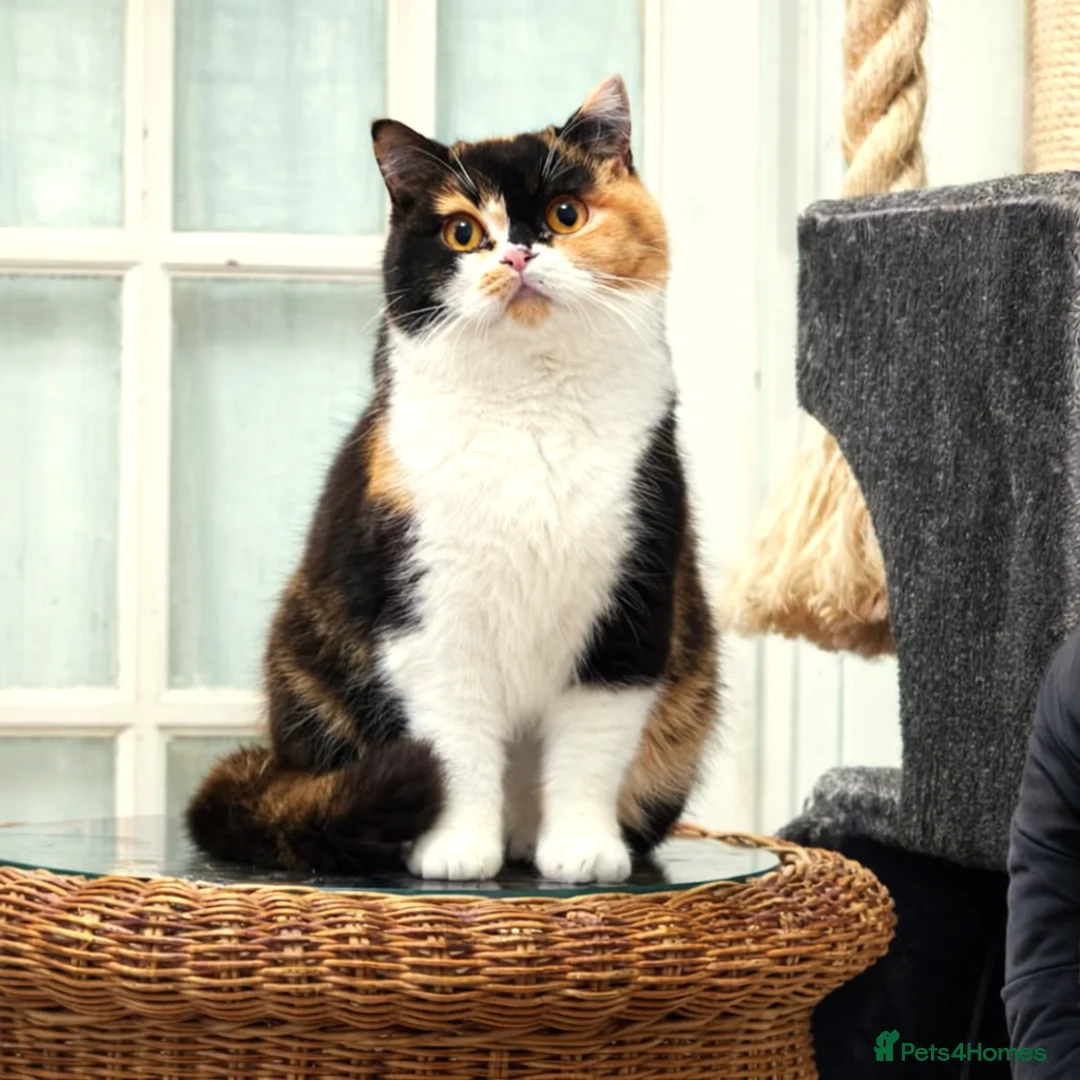 British Shorthair cats for sale: 🏆 Champion Retired British Shorthair Girl 👑 - Advert 2