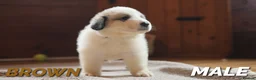 Pyrenean Mountain Dog dogs for sale: Adorable Puppies, Looking For Forever Homes! - Advert 5