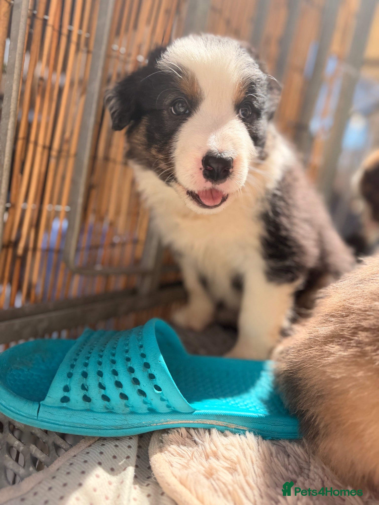 Border Collie dogs Stunning Show line puppies,various colours  - Advert 2