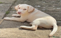 Labrador Retriever dogs for sale:  Stunning Pure Pedigree silver/Champagne puppies  - Image 16