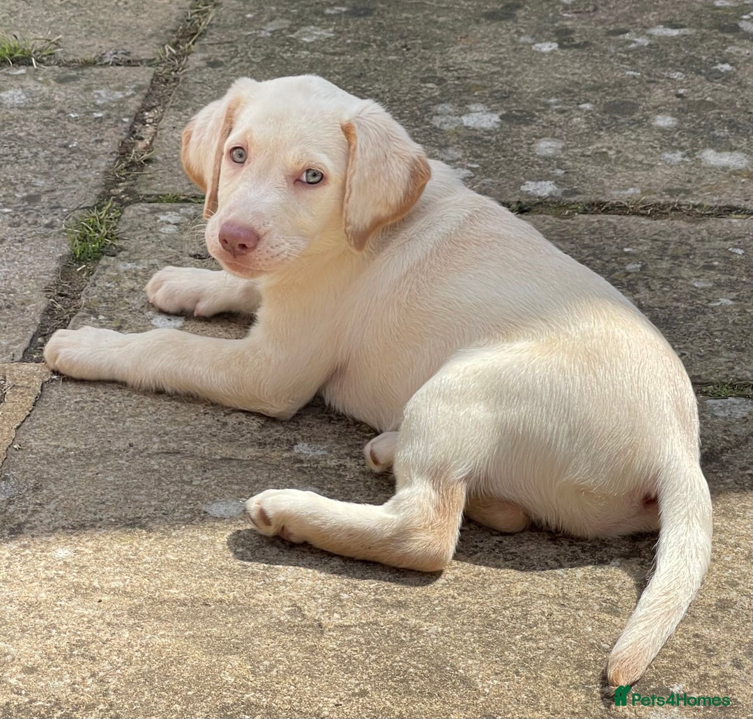 Labrador Retriever dogs for sale:  Stunning Pure Pedigree silver/Champagne puppies  - Image 16