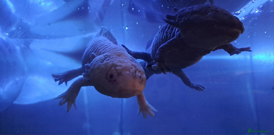 Axolotl reptiles for sale: Axolotls  - Image 22