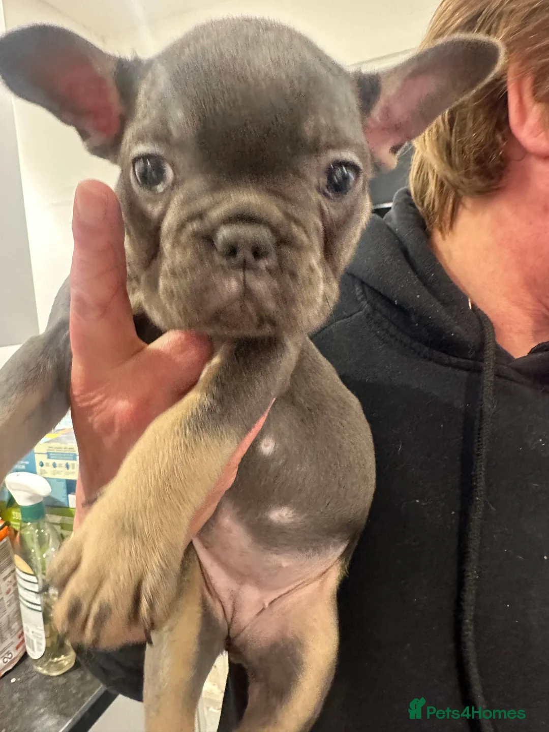 French Bulldog dogs for sale: KC registered French Bulldog Puppies - Advert 5