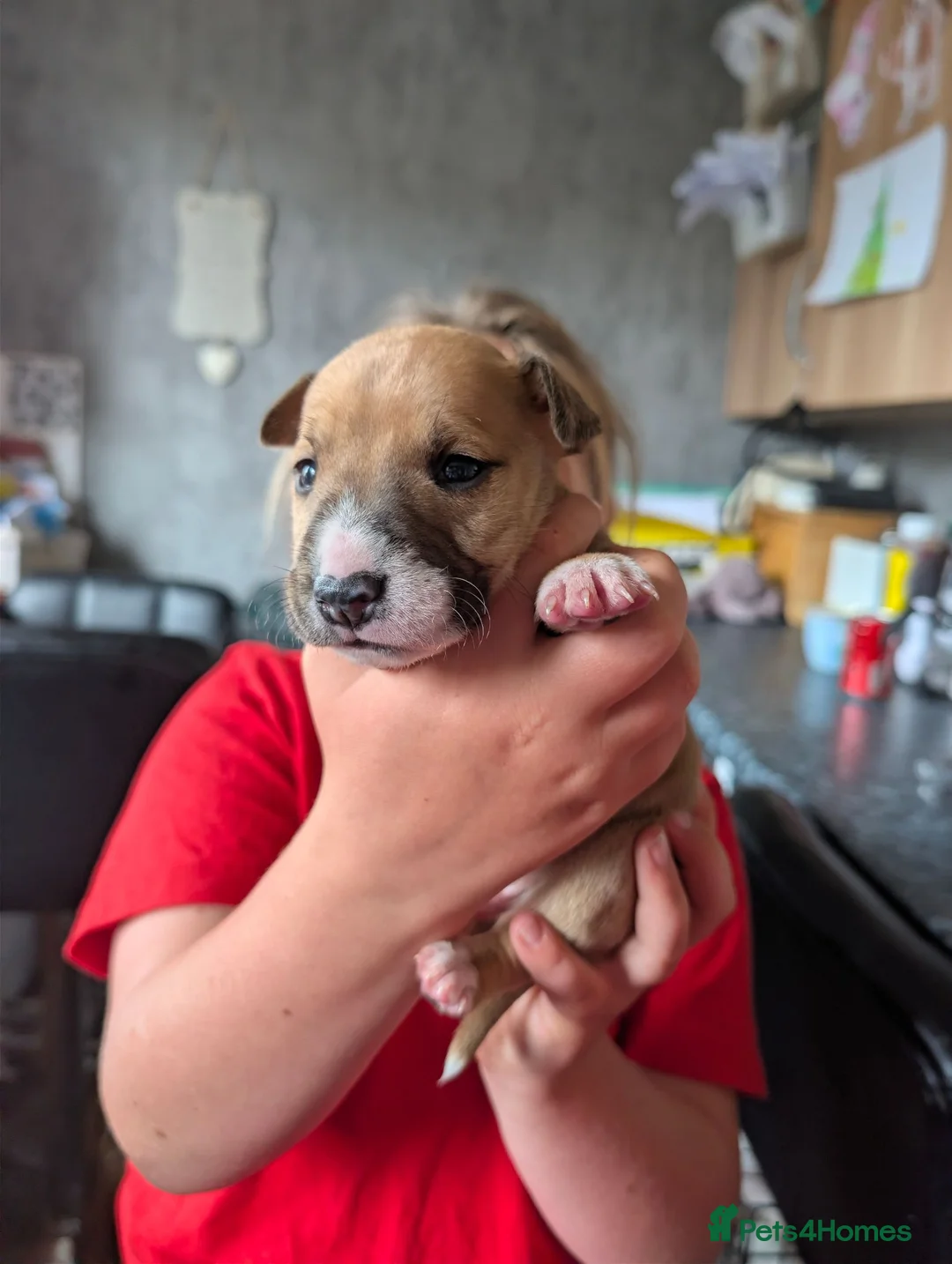 Mixed Breed dogs for sale: 8 staffy x English bull terrier puppies - Advert 33