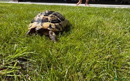 Hermann Tortoise reptiles for sale: Randy the tortoise!  - Image 3
