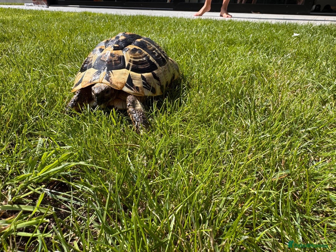 Hermann Tortoise reptiles for sale: Randy the tortoise!  - Image 3