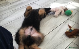 German Shepherd dogs for sale: 14 weeks German Shepard puppy  - Image 6