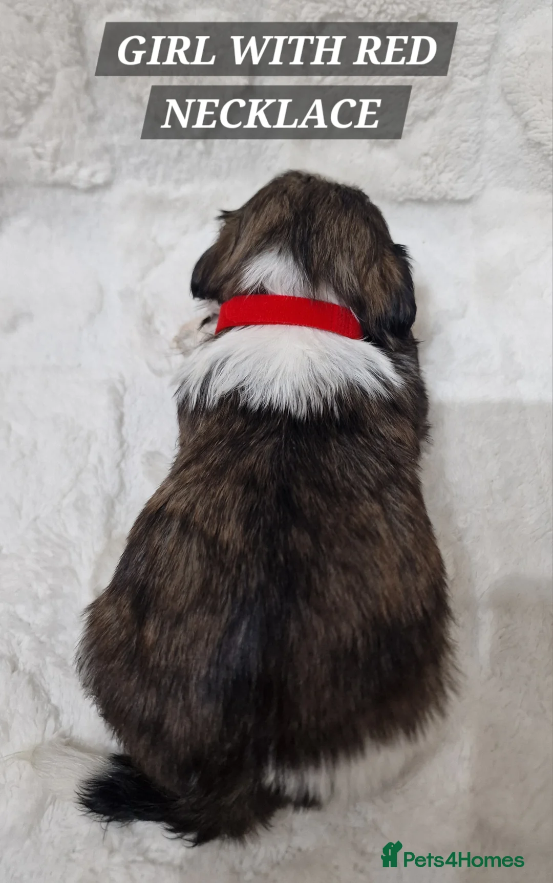 Shih Tzu dogs for sale: Pure breed Shih Tzu puppy - Advert 26