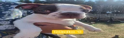 Boston Terrier dogs for sale: Beautiful Bostons 🌸 - Advert 16