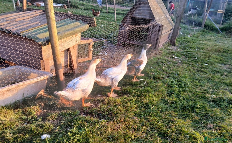 Geese poultry - Advert 1