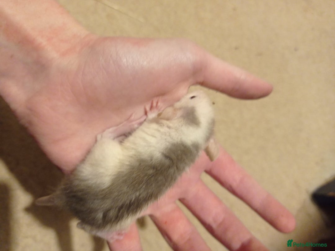 Rat rodents for sale: Lovely tame rats for sale red eyed, normal, albino - Advert 7