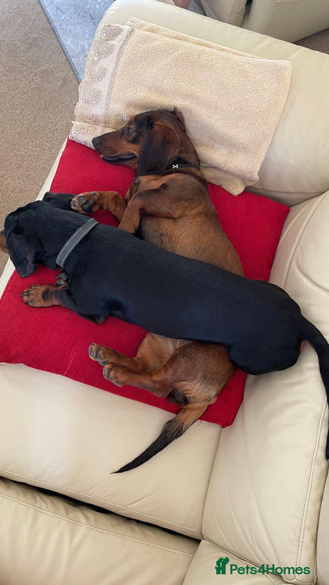 Dachshund dogs for sale: Standard Dachshund Puppies - Advert 11