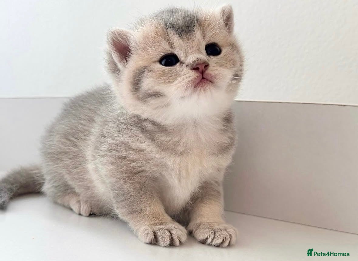 British Shorthair cats Beautiful blue/lilac golden British shorthairs - Advert 6