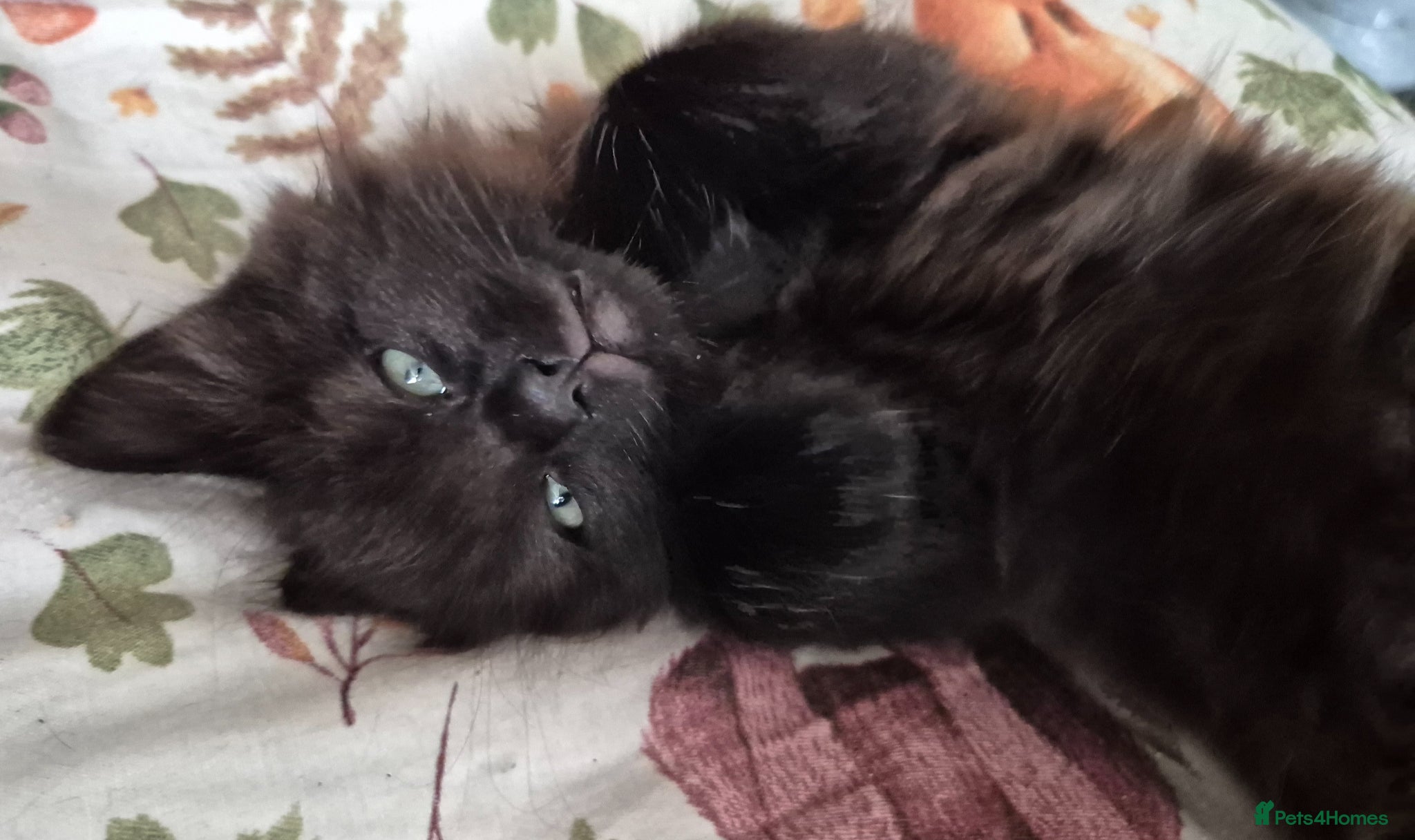 Mixed Breed cats 8 week old black half maine coone half tabby - Advert 3