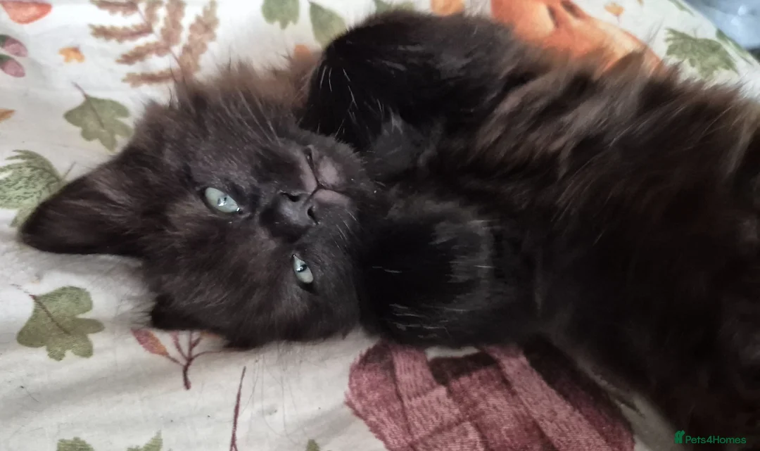 Mixed Breed cats for sale: 8 week old black half maine coone half tabby in Welwyn Garden City - Advert 1