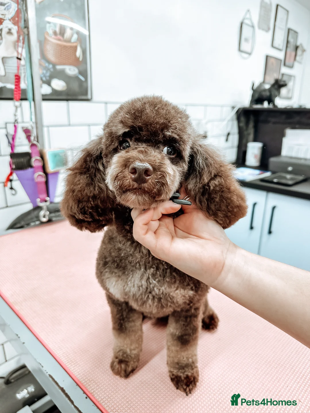 Toy Poodle dogs for stud: Stunning KC None fading Chocolate Phantom stud in Rickmansworth - Advert 26