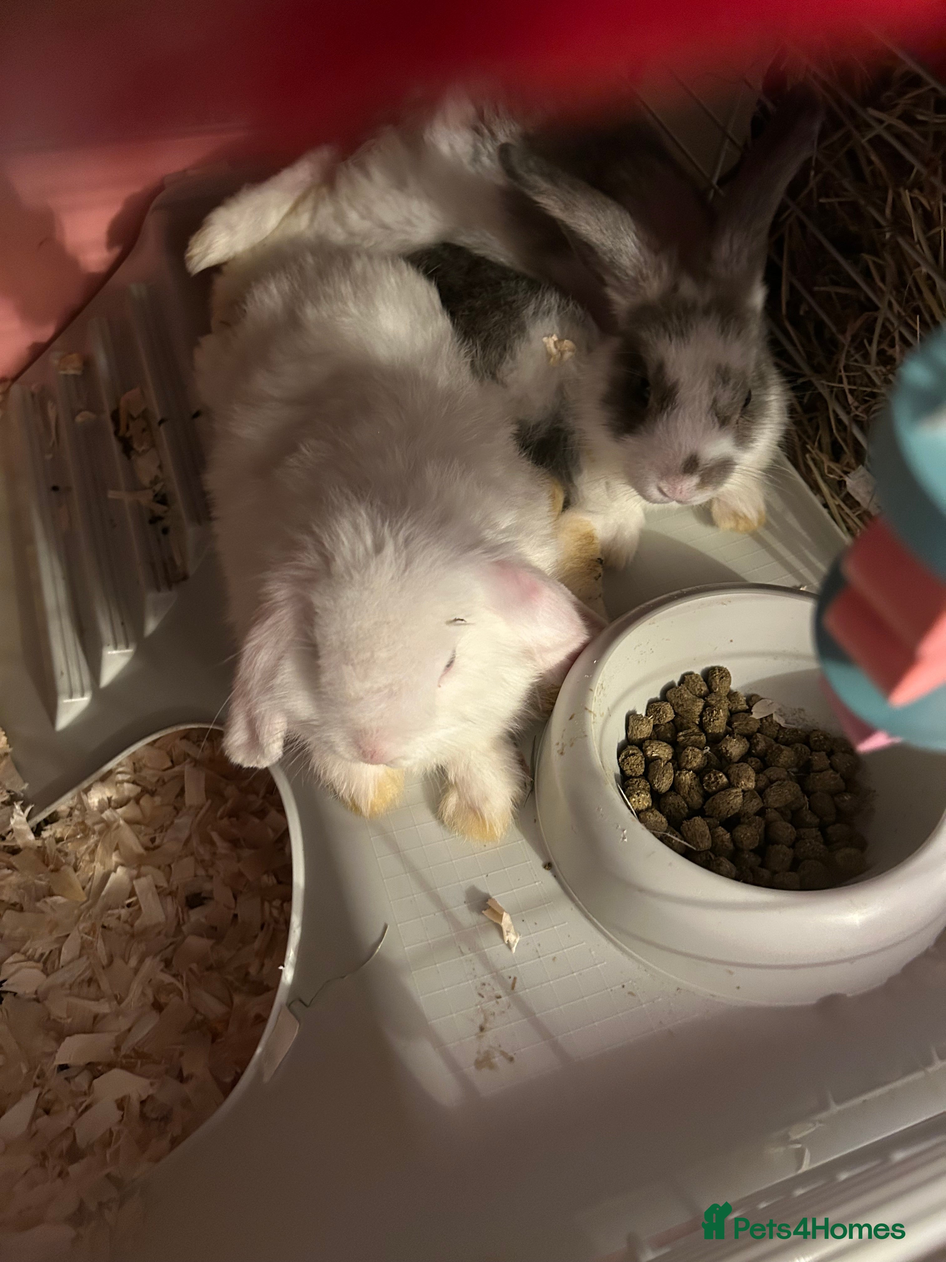 Mini Lop rabbits Gorgeous mini lop bunnies  - Advert 18